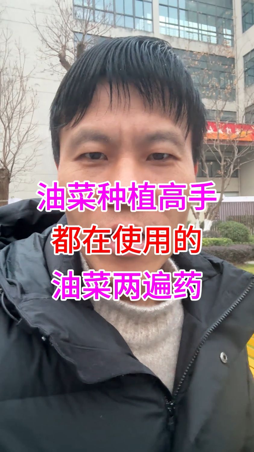 油菜病虫害怎么防治,油菜菌核病打什么药