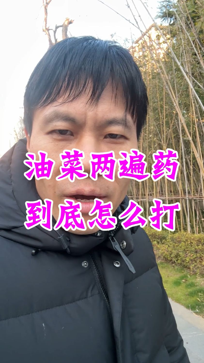 油菜菌核病怎么防治,油菜病虫害防治技术