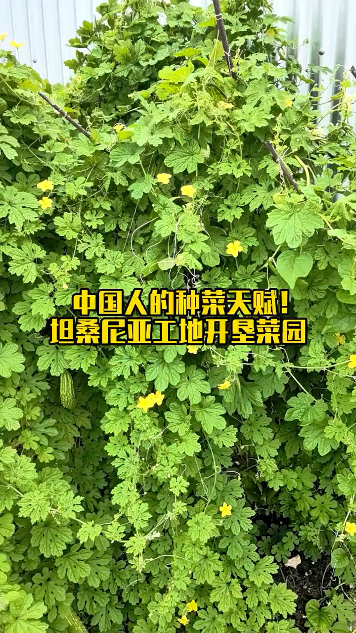 中国人的种菜天赋,在坦桑尼亚工地开垦出一片菜园