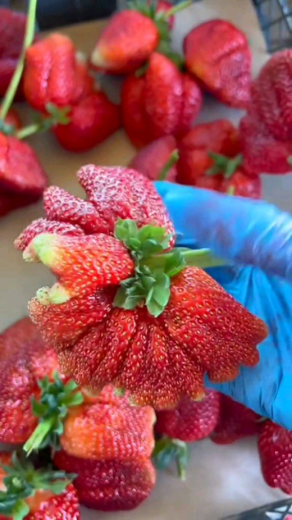 鸡冠草莓 #植物猎奇