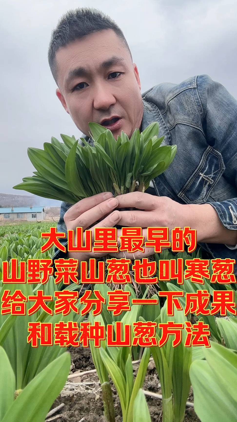 山野菜山葱也叫寒葱,给大家分享我的山葱地和载种方法。