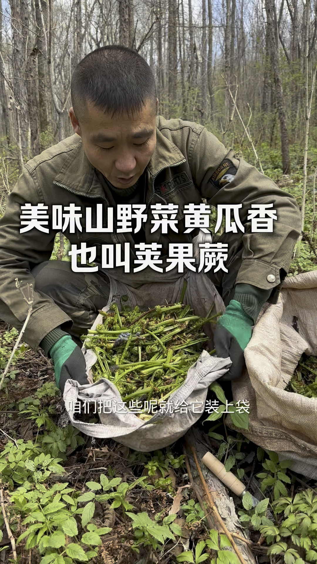 採山野菜的季节到了,咱们起早来大山里採山野菜黄瓜香