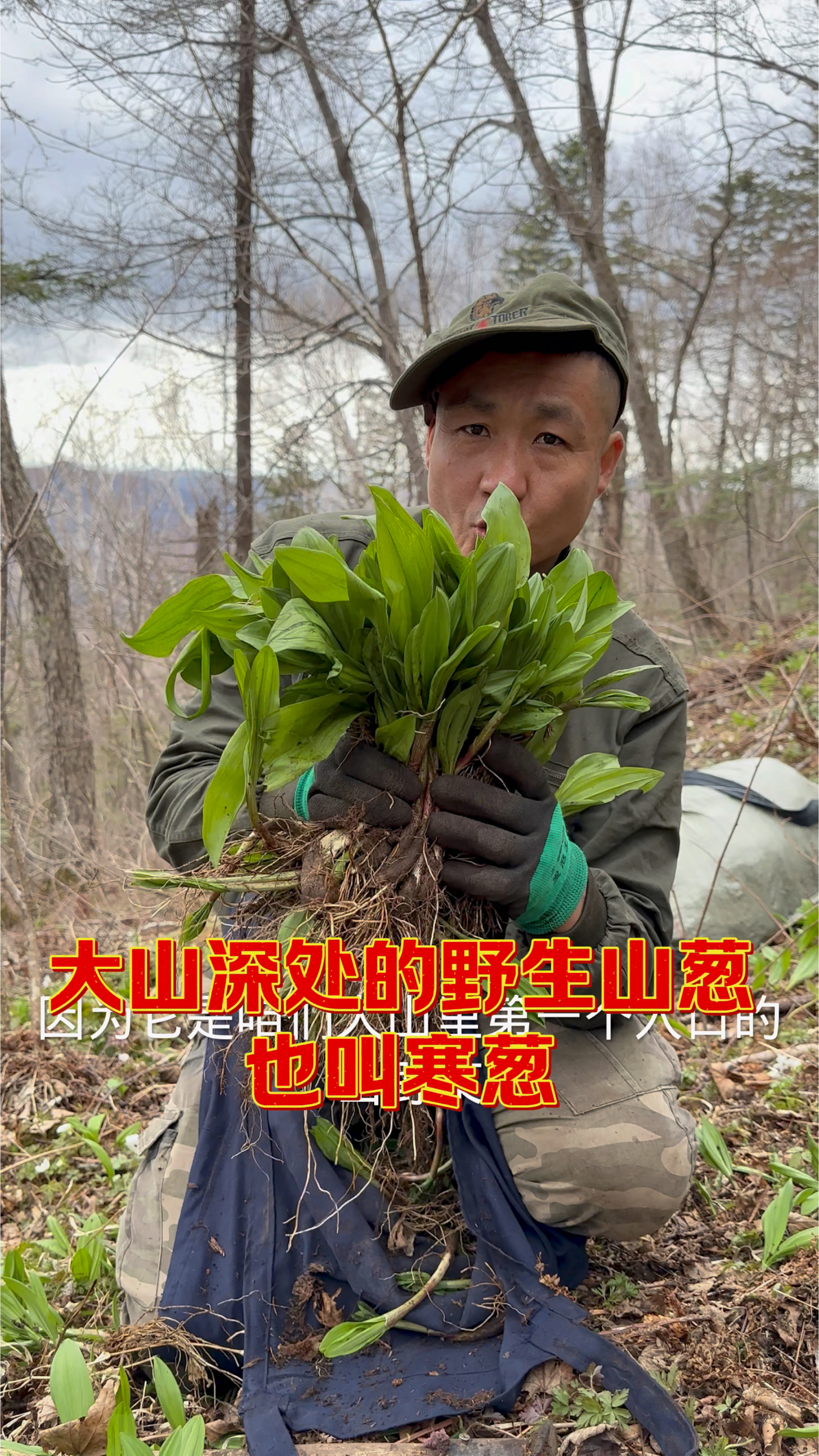 大山深处山野菜山葱也叫寒葱,回家栽到小园里,食用方法很多,