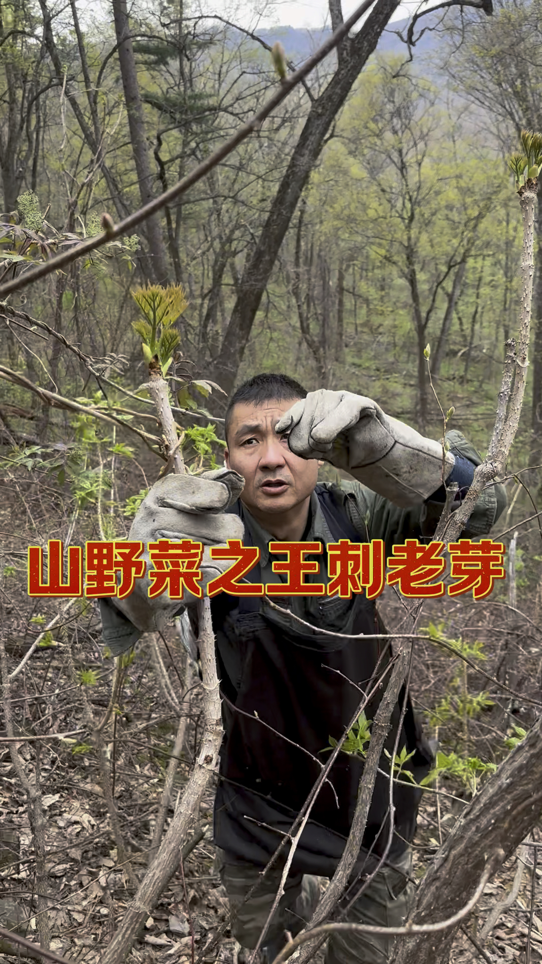 山里人的黄金季节山野菜基本逐渐都下来了来大山里採山野菜刺老芽