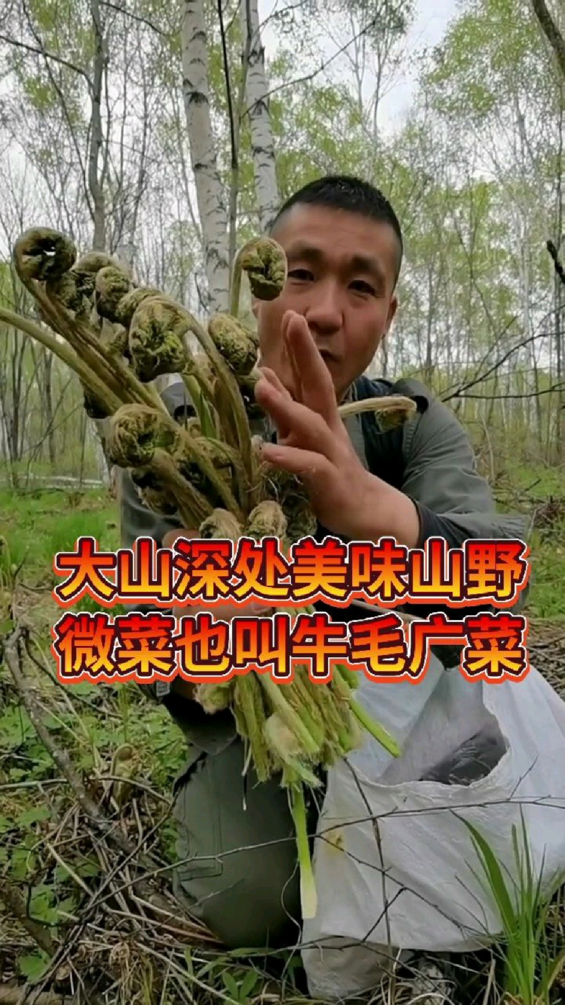 大山里采山野菜微菜也叫牛毛广,它是山里最费事的山野菜。