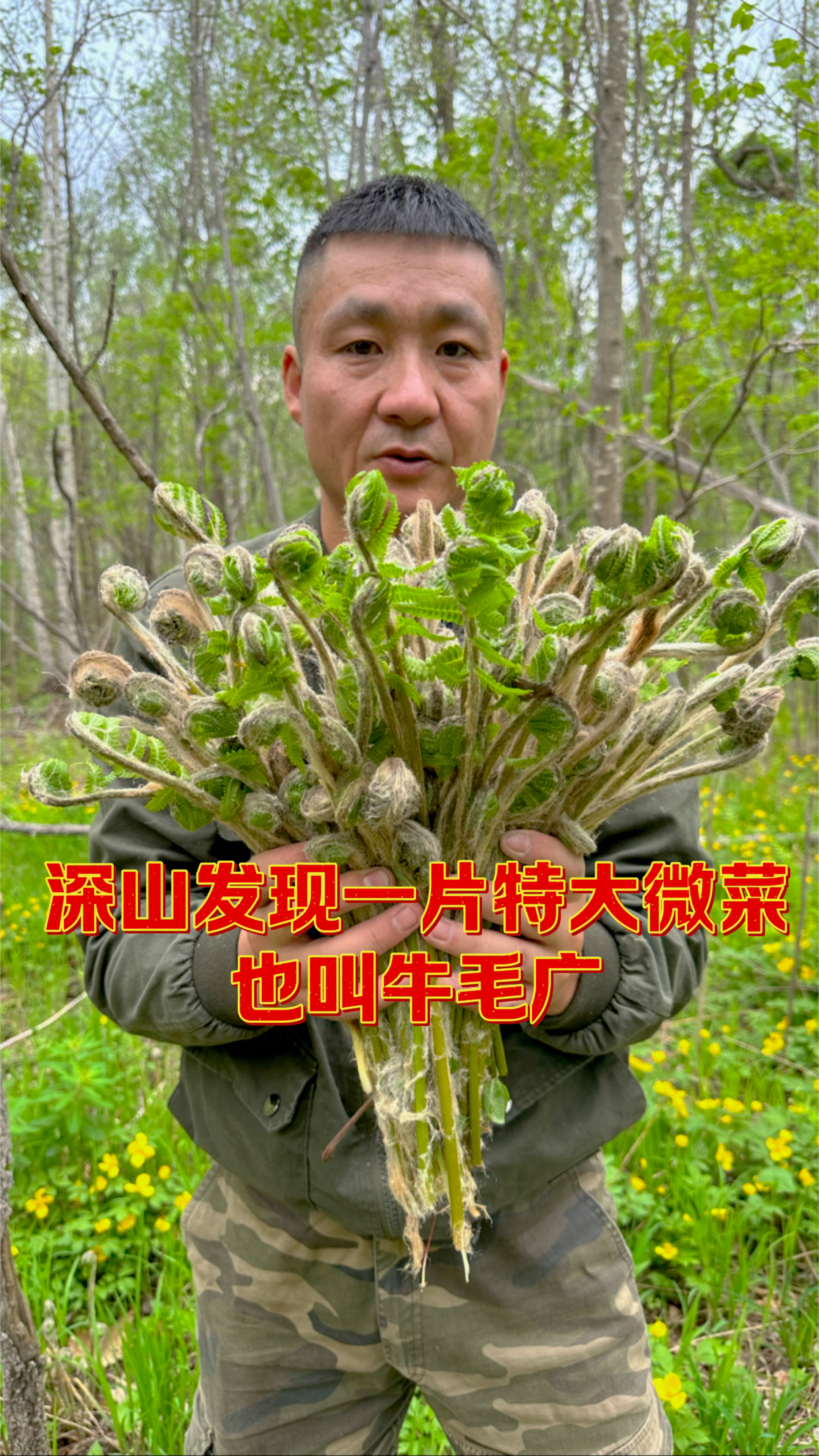 起早3点来大山里采微菜它也叫牛毛广,努力付出才会有收获