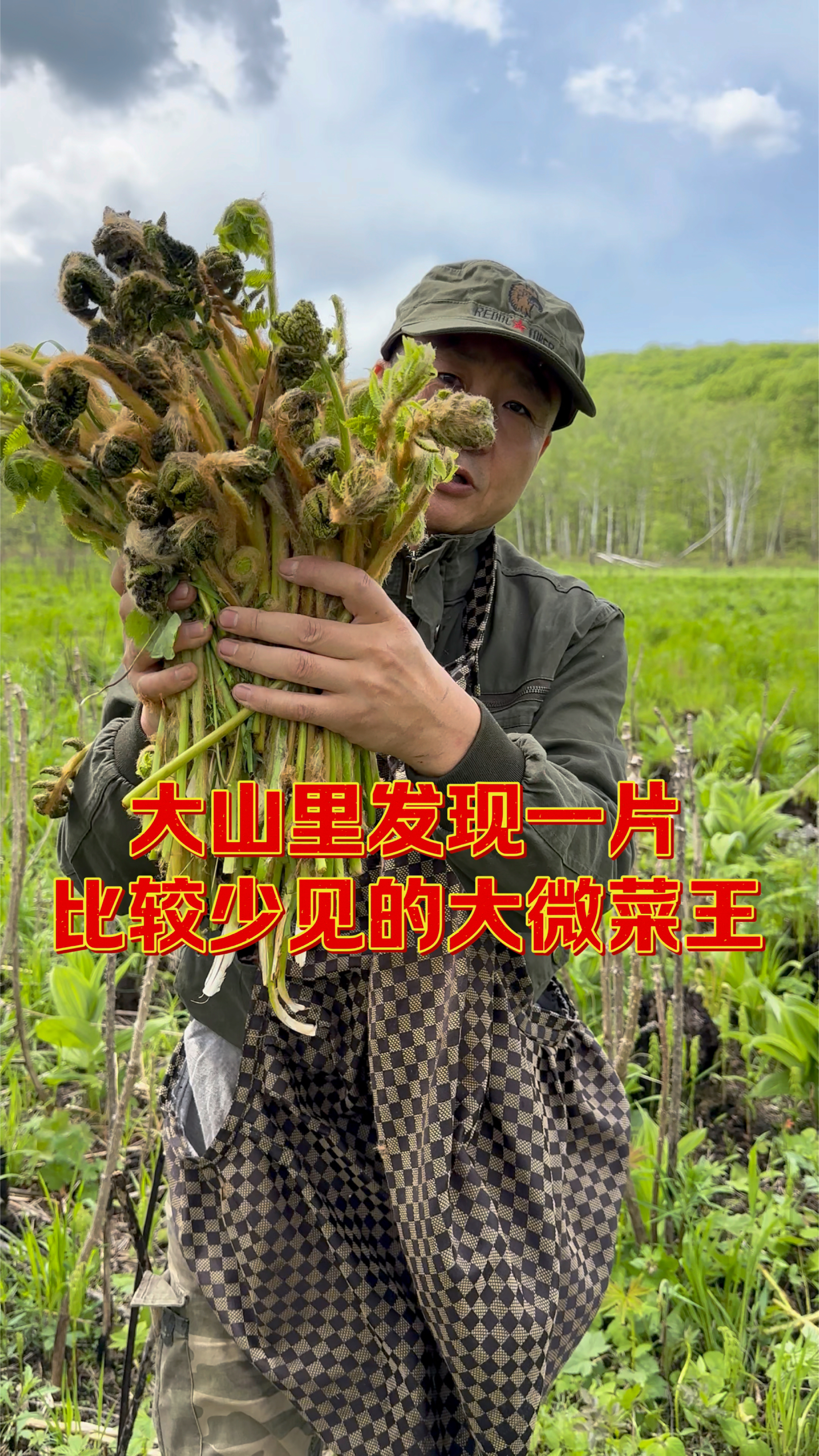现在是采山野菜的季节,在大山里草甸子上发现一片特大微菜。