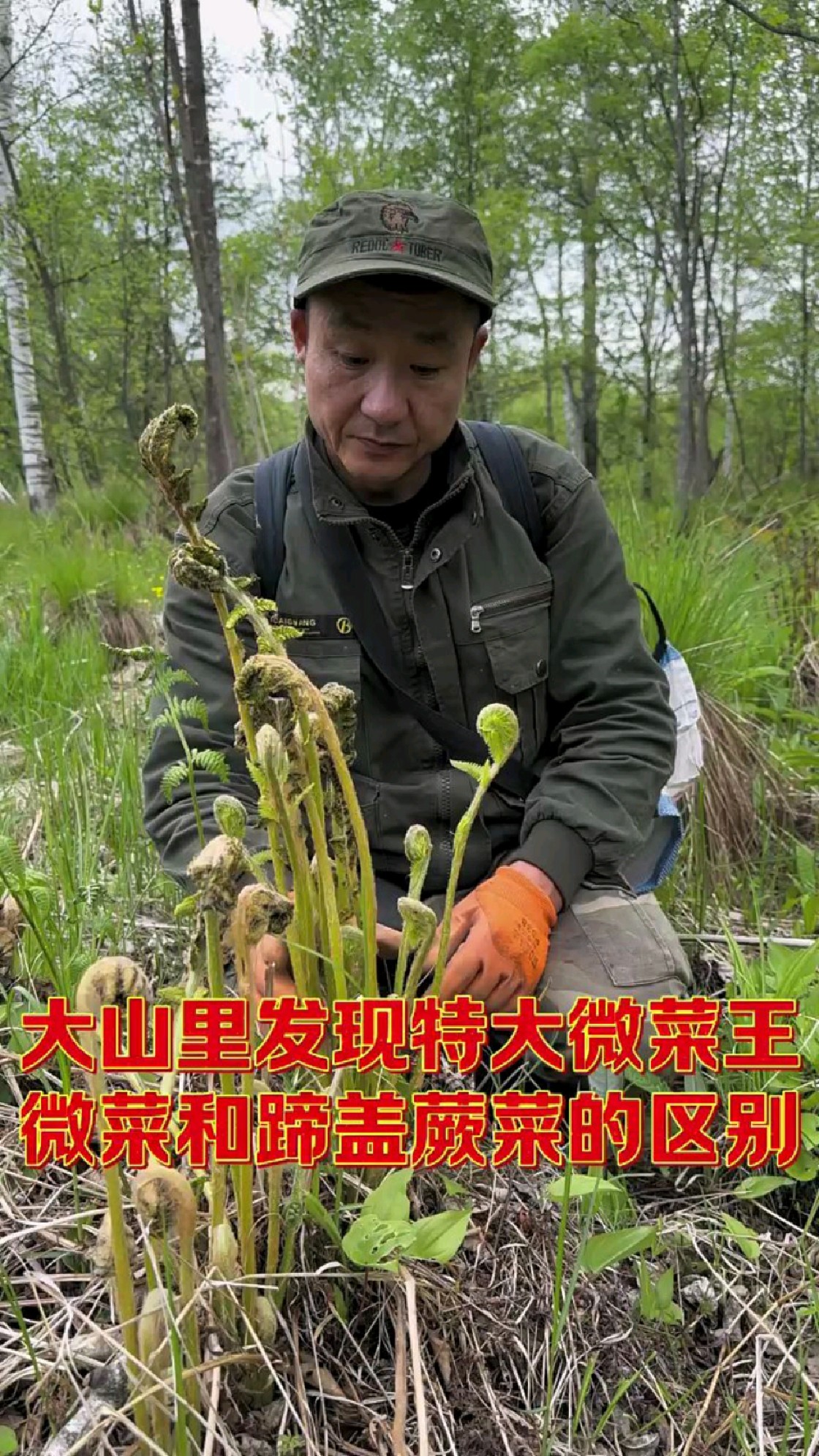 山野菜微菜它也叫牛毛广学名为紫萁也是做出口的山野菜