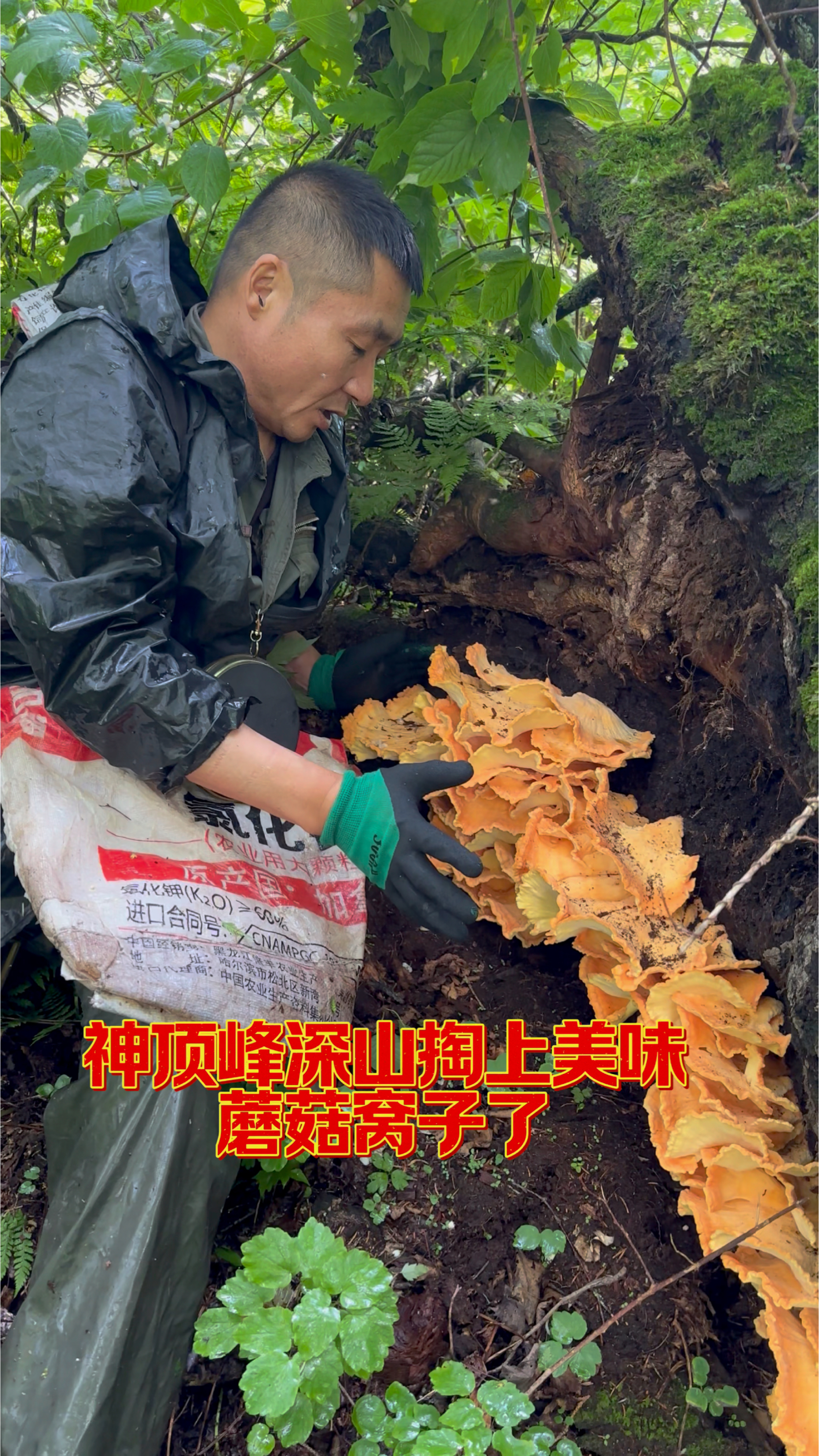 顶着雨来到完达山脉神顶峰深山发现野生鸡冠蘑辛勤的付出会有收获