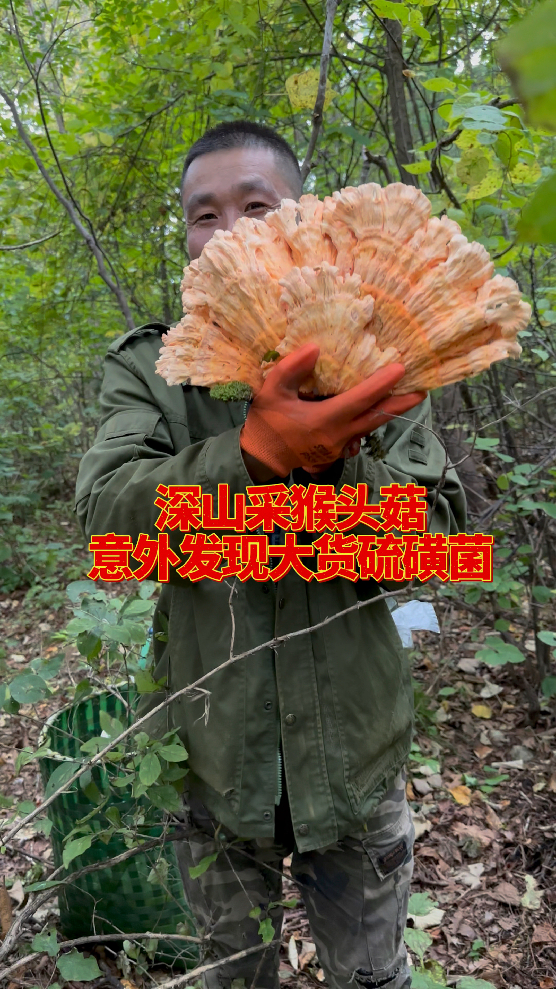 大山里采猴头菇,在一棵百年大柞树上意外发现鸡冠蘑它也叫硫磺菌
