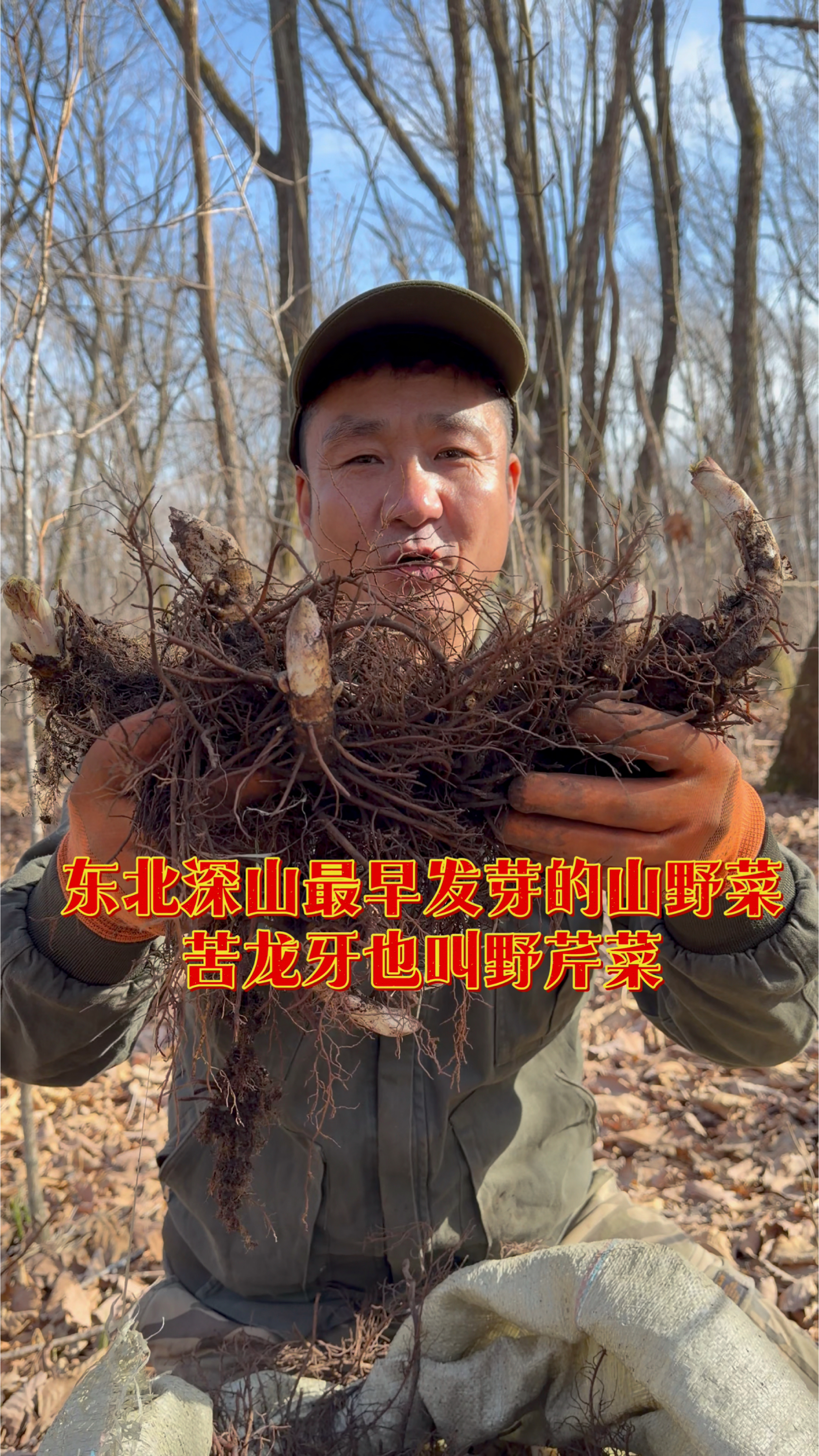 最早发芽山野菜苦老芽名字很多苦力牙苦龙牙苦老升麻也叫野芹菜
