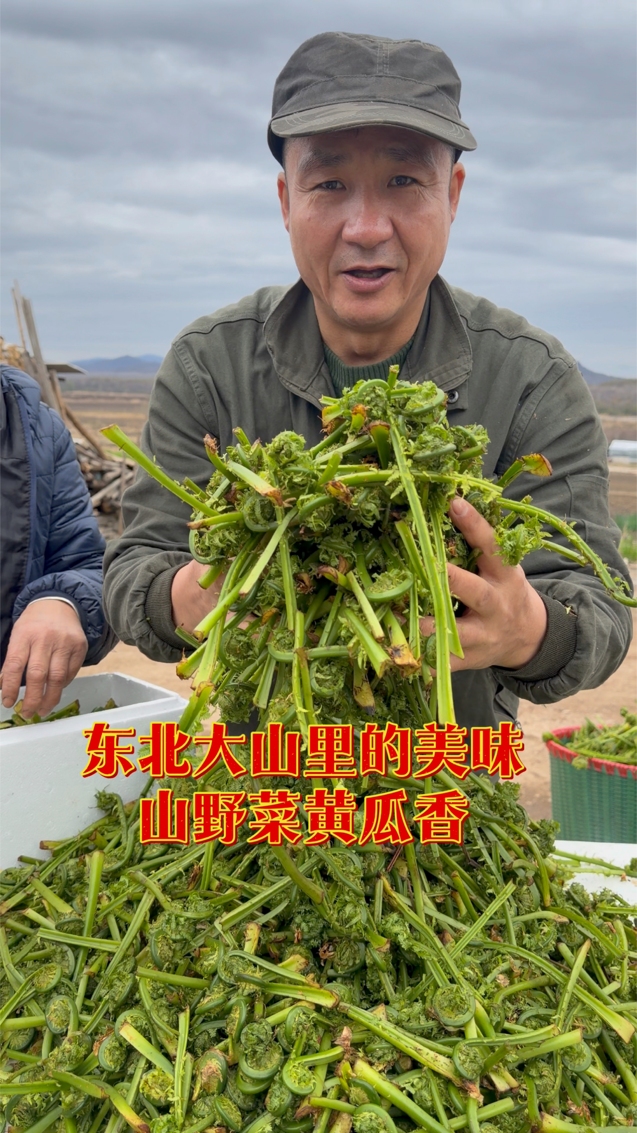 东北大山里的美味山野菜黄瓜香焯水5分钟炒肉炒鸡蛋包饺子包包子
