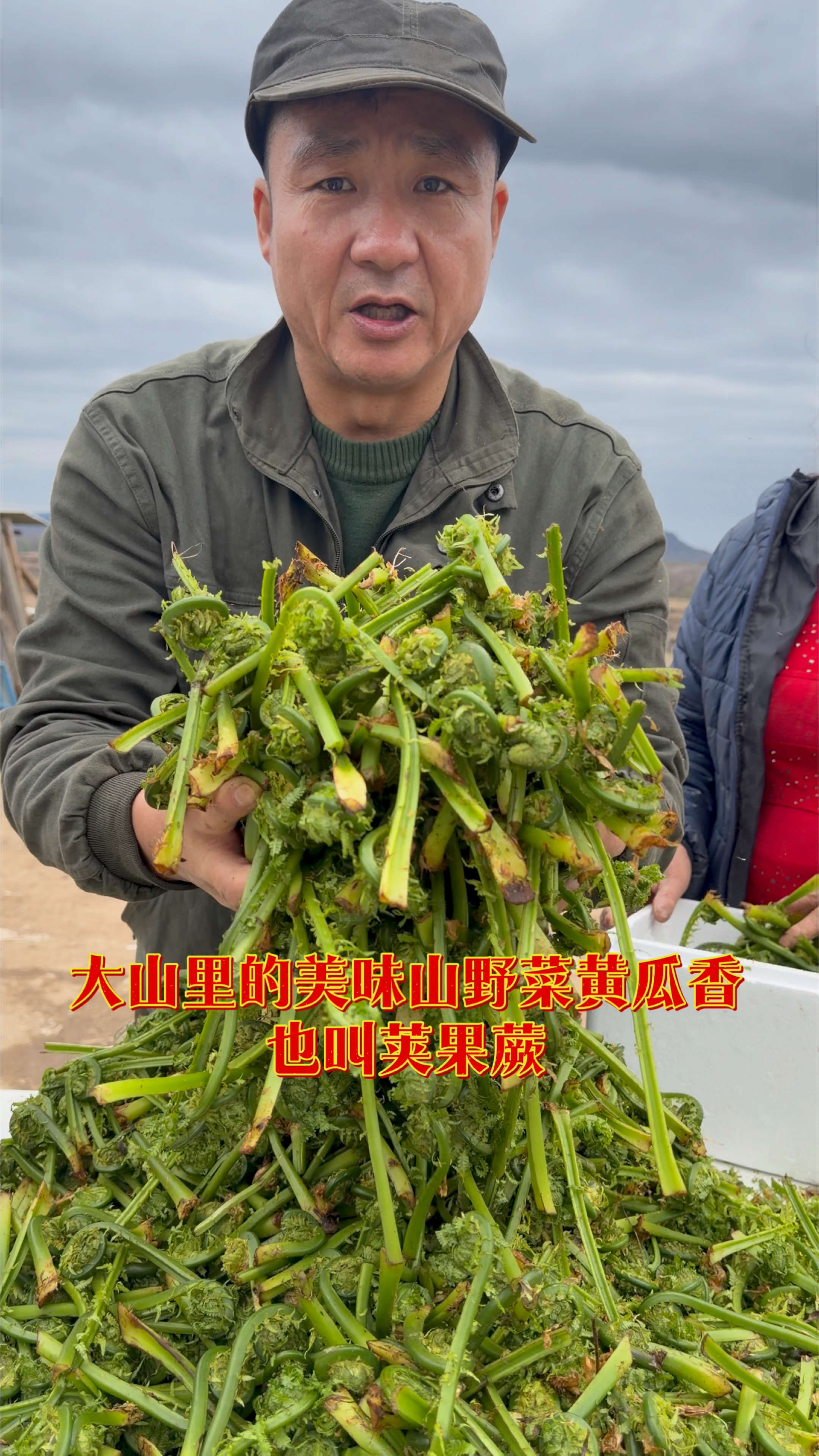 起早大山里采的美味山野菜黄瓜香学名荚果蕨也叫广东菜，精挑细选