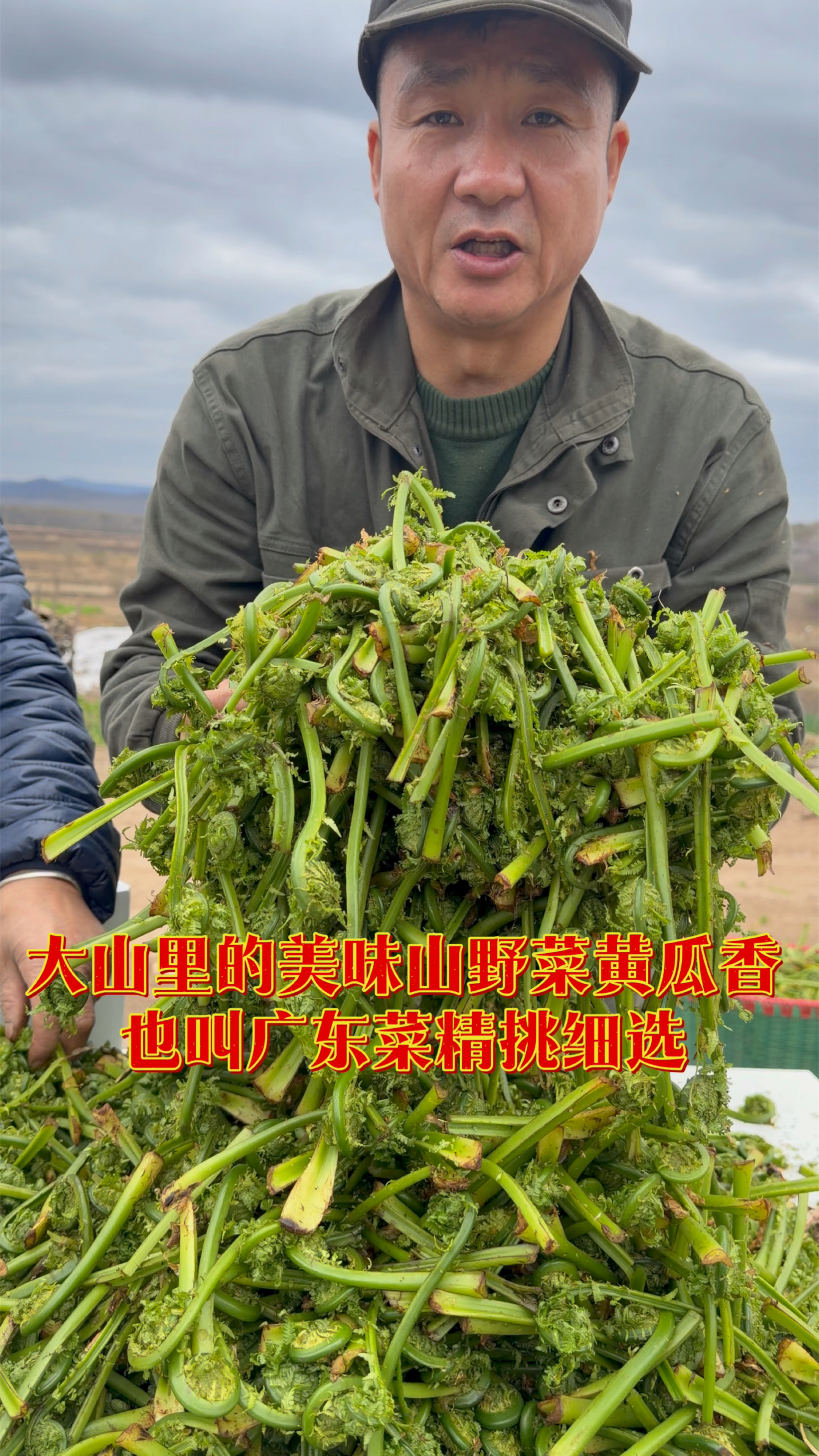 大山里的美味山野菜黄瓜香学名荚果蕨，也叫广东菜，精挑细选