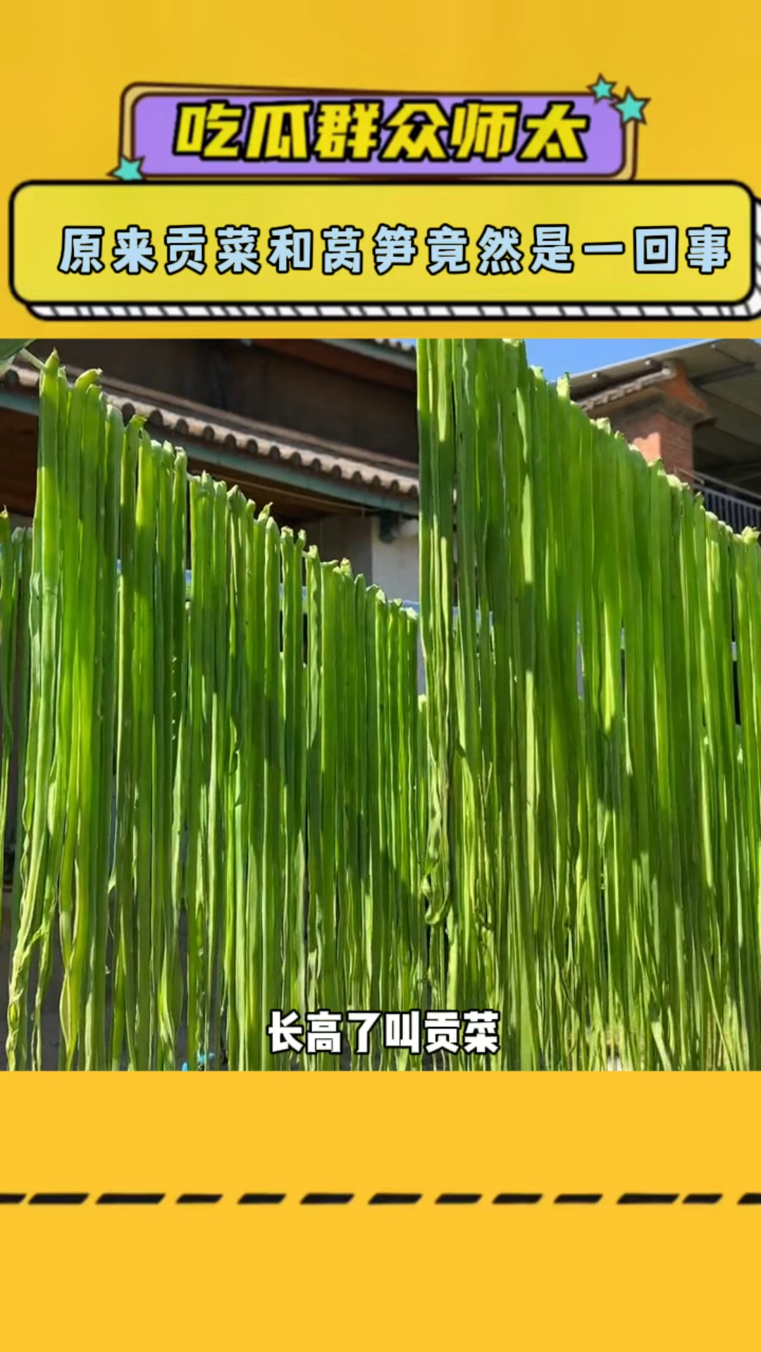 原来贡菜和莴笋竟然是一回事