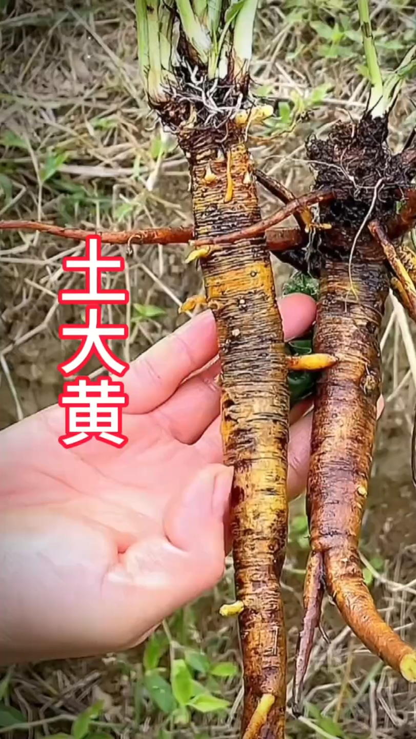 #农村生活 #一日一植物 #三农 #土大黄