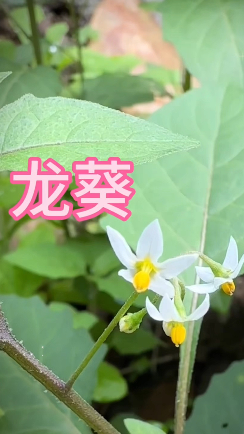 # 农村生活 #一日一植物 #三农 #龙葵