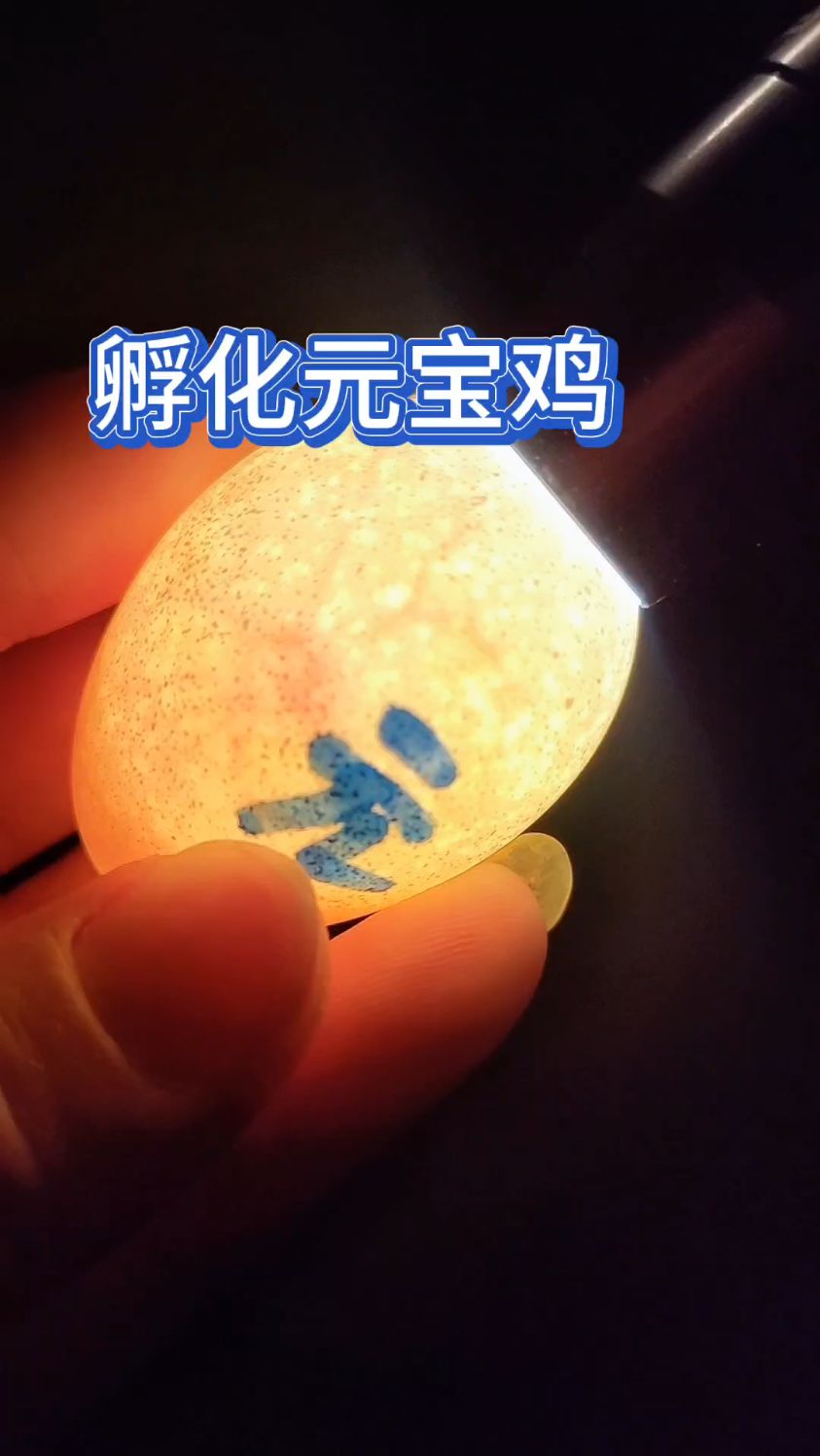 阳台养的元宝鸡产蛋了,孵化4天照蛋有明显的网状血丝发育正常
