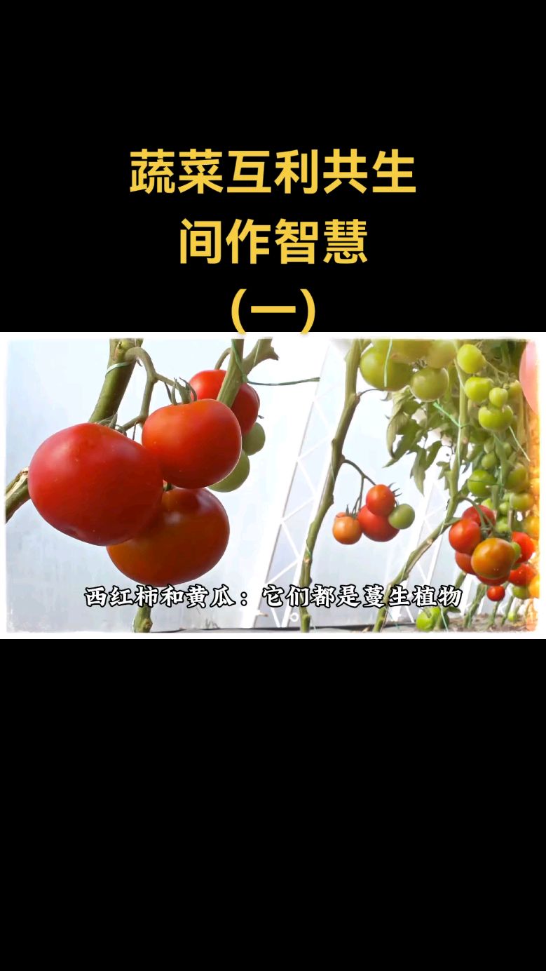 蔬菜互利共生间作智慧(一)#三农#农资商#种植技术#绿色农业#增产