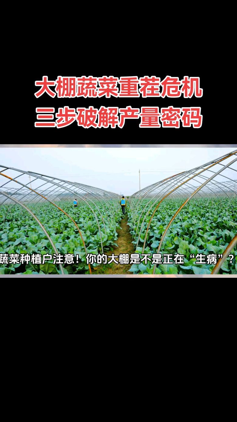 大棚蔬菜重茬危机三步破解产量密码!#三农#种植技术#农资商#蔬菜