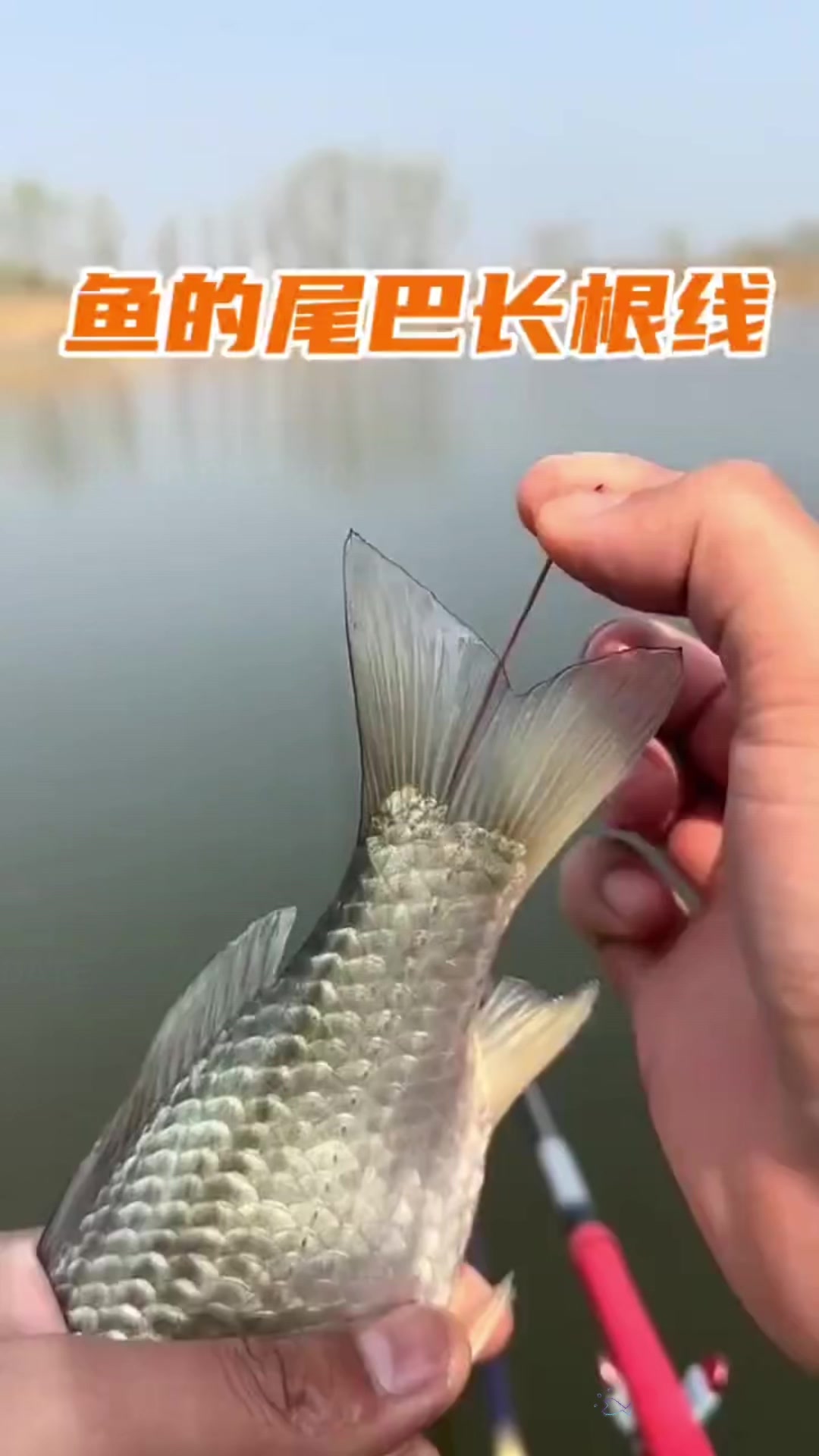 红线虫寄生在鱼身上久了会变成红尾鱼