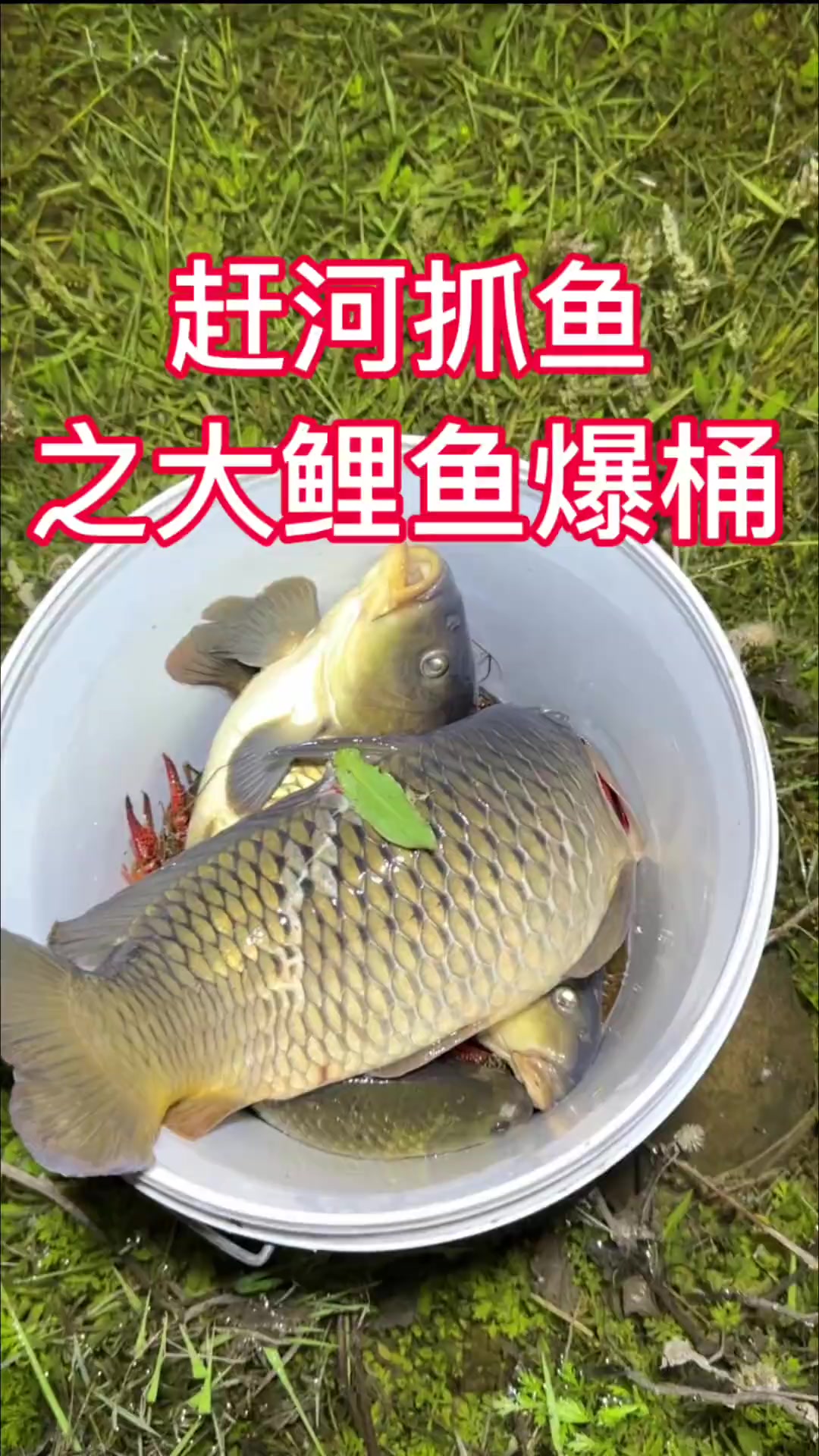 一群大鲤鱼来了，大鲤鱼爆桶