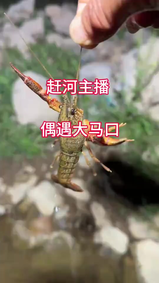 夜晚农村小河惊喜连连，鱼种丰富，超好玩的
