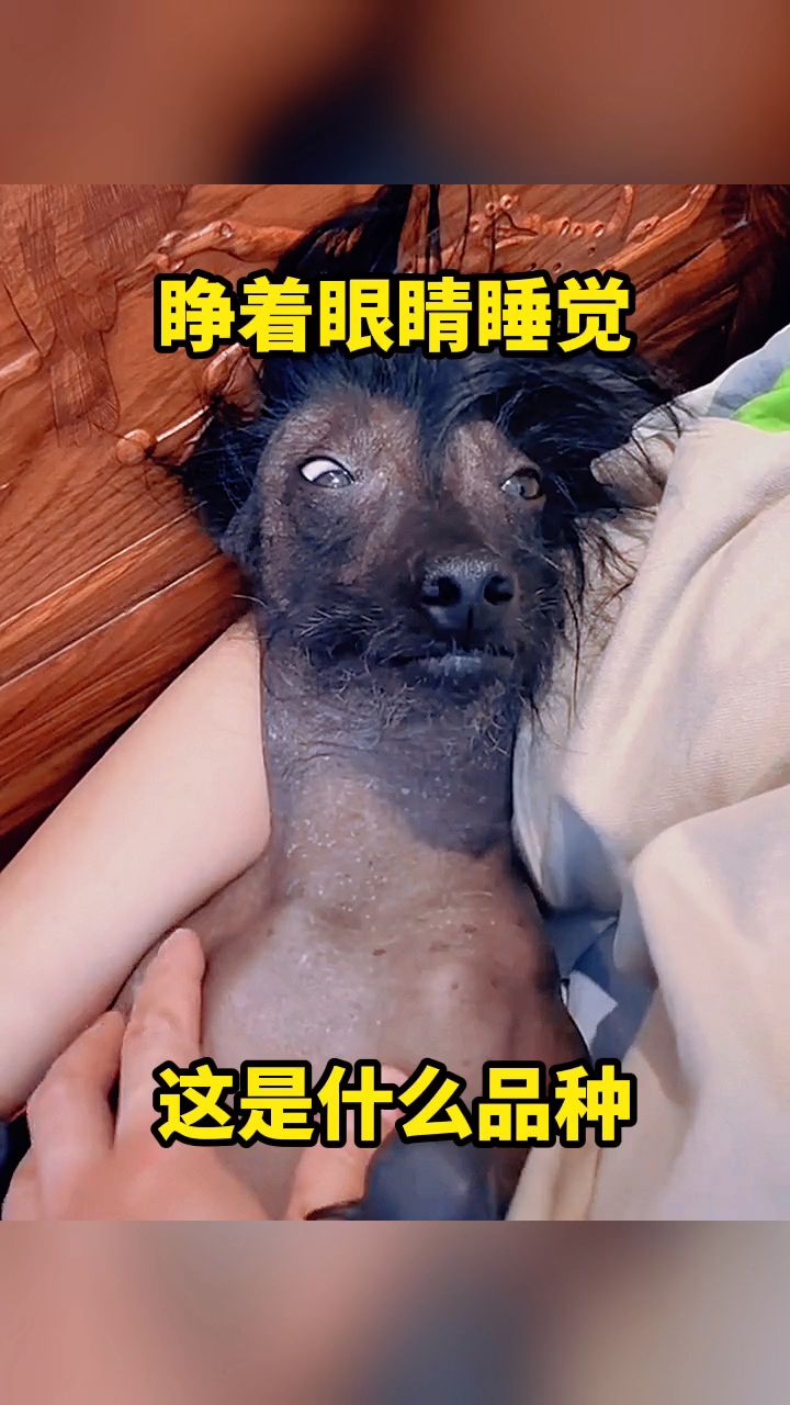 睁着眼睛睡觉,这是什么品种!