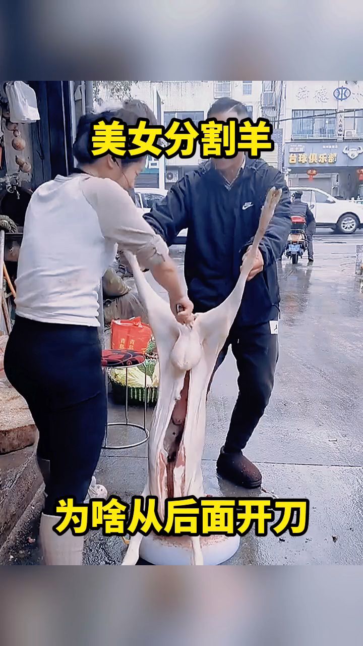 美女分割羊,为啥从后面开刀。