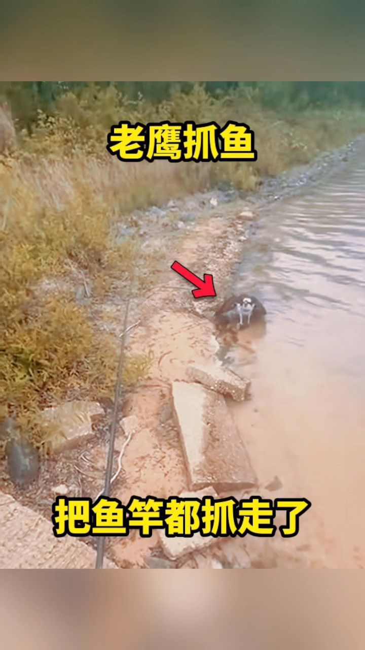 老鹰抓鱼,把鱼竿都抓走了。