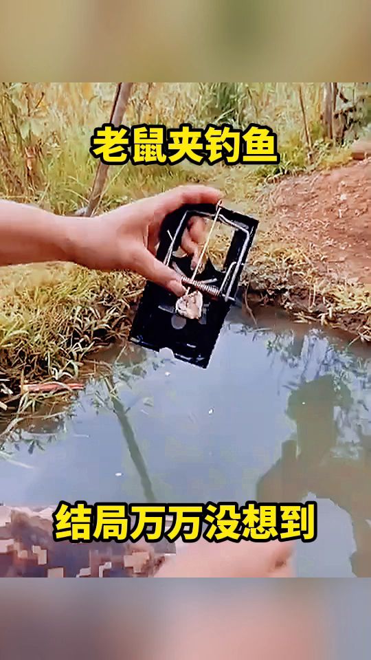 老鼠夹钓鱼，结局万万没想到。