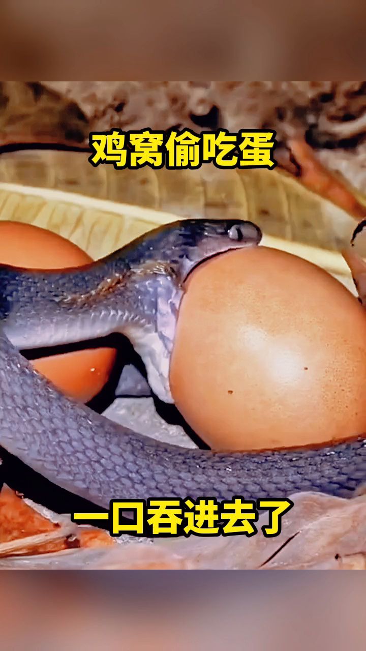 鸡窝偷吃蛋,一口吞进去了。