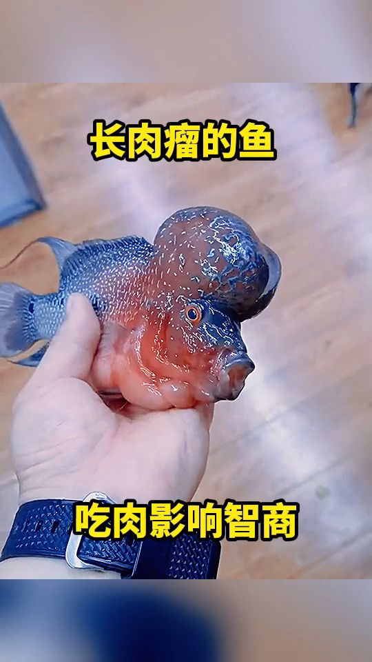 长肉瘤的鱼,吃肉影响智商。