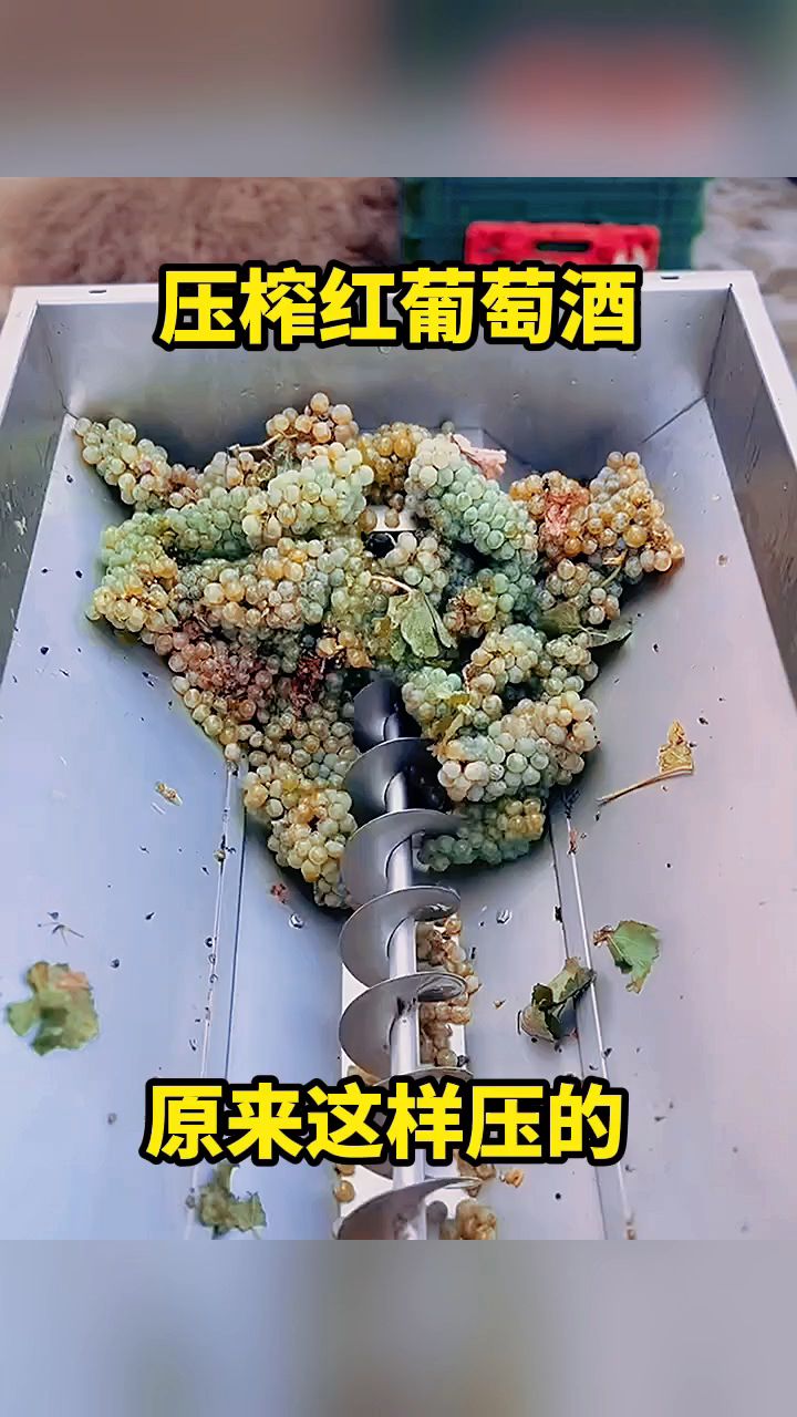 压榨红葡萄酒,原来这样压的。