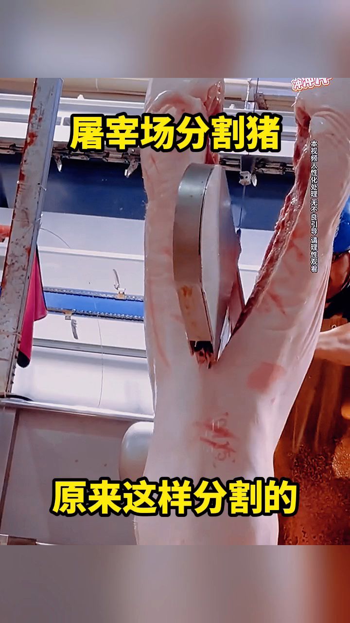 屠宰场分割猪，原来这样分割的。