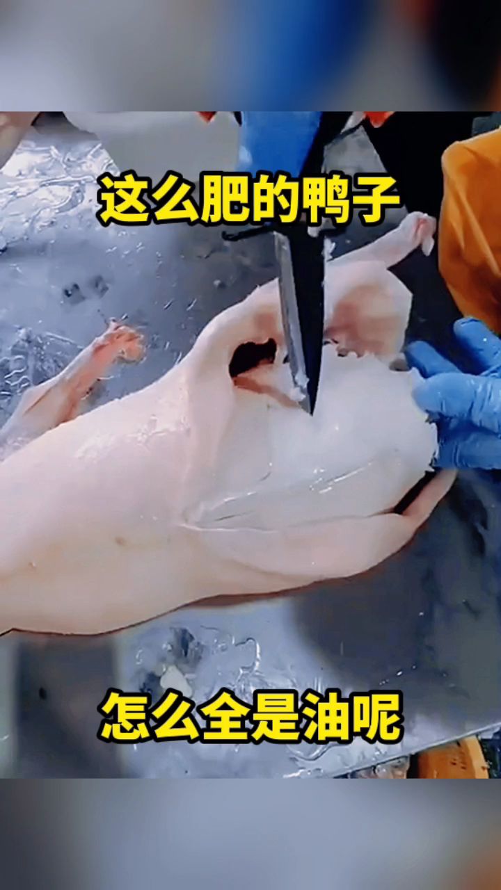 这么肥的鸭子,怎么全是油呢!