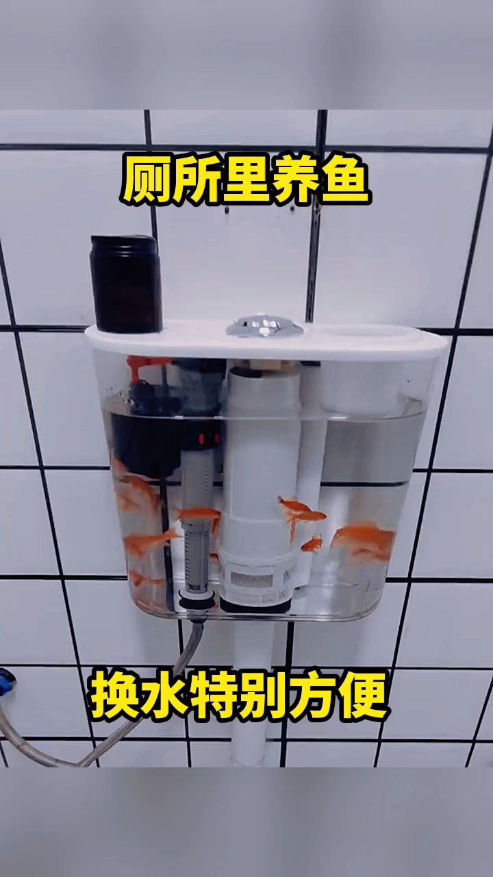 厕所里养鱼,换水特别方便。