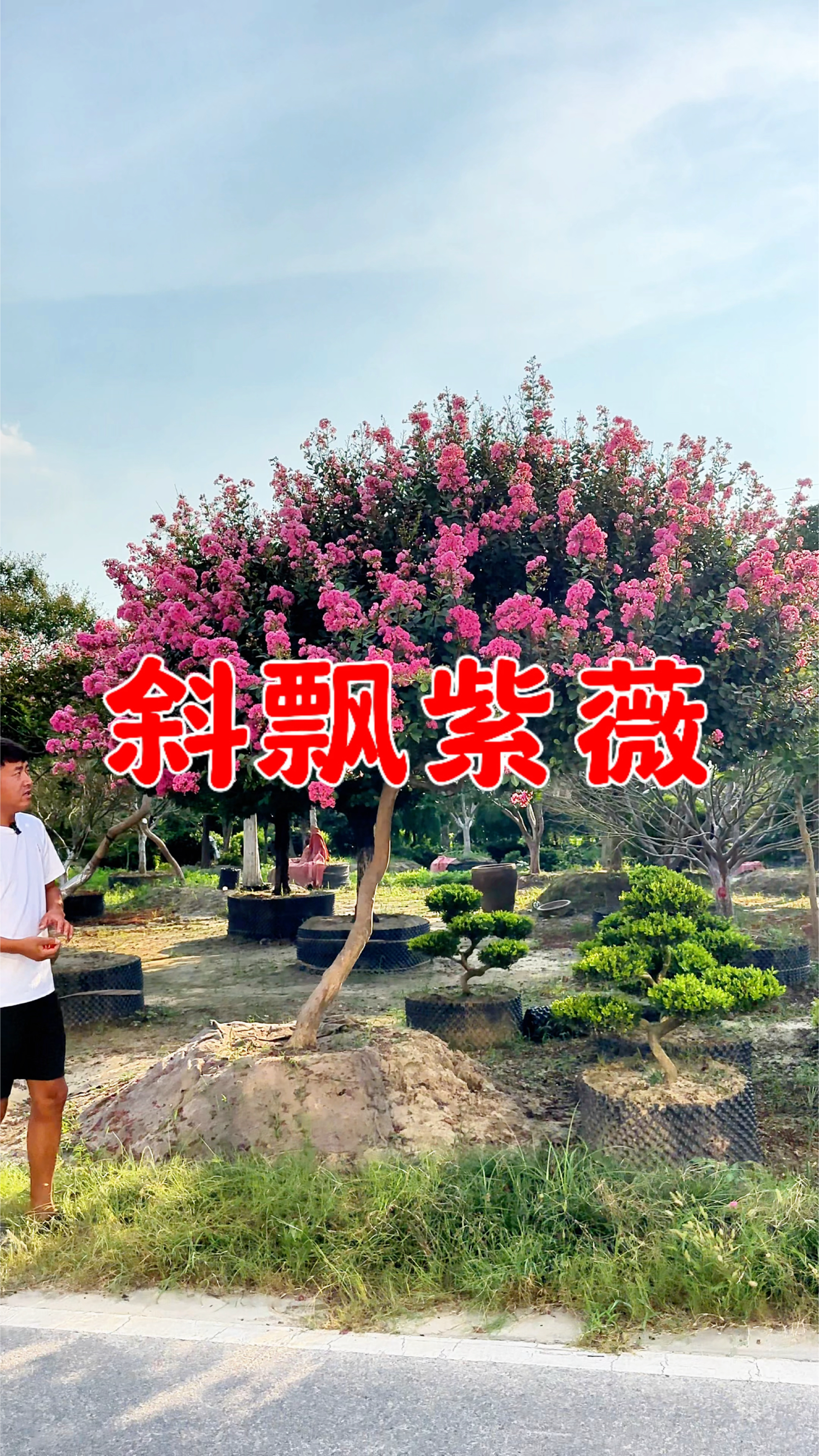 紫薇家中放,日子一定旺,精品斜飘紫薇树,二次移栽的树苗