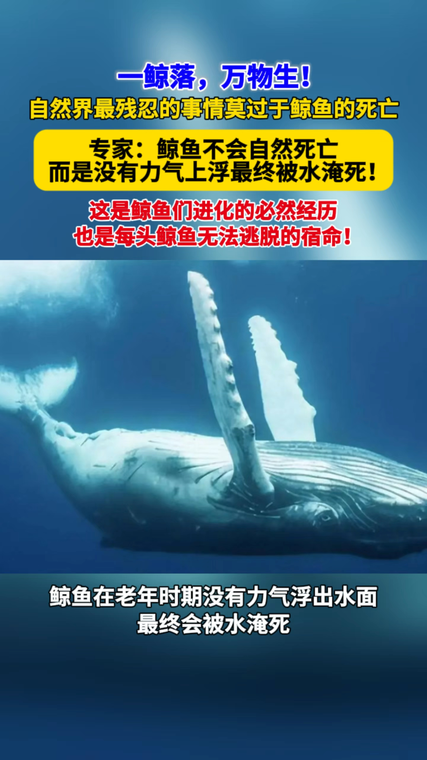 鲸鱼不会自然死亡,而是年迈时没有力气上浮最终被水淹死!