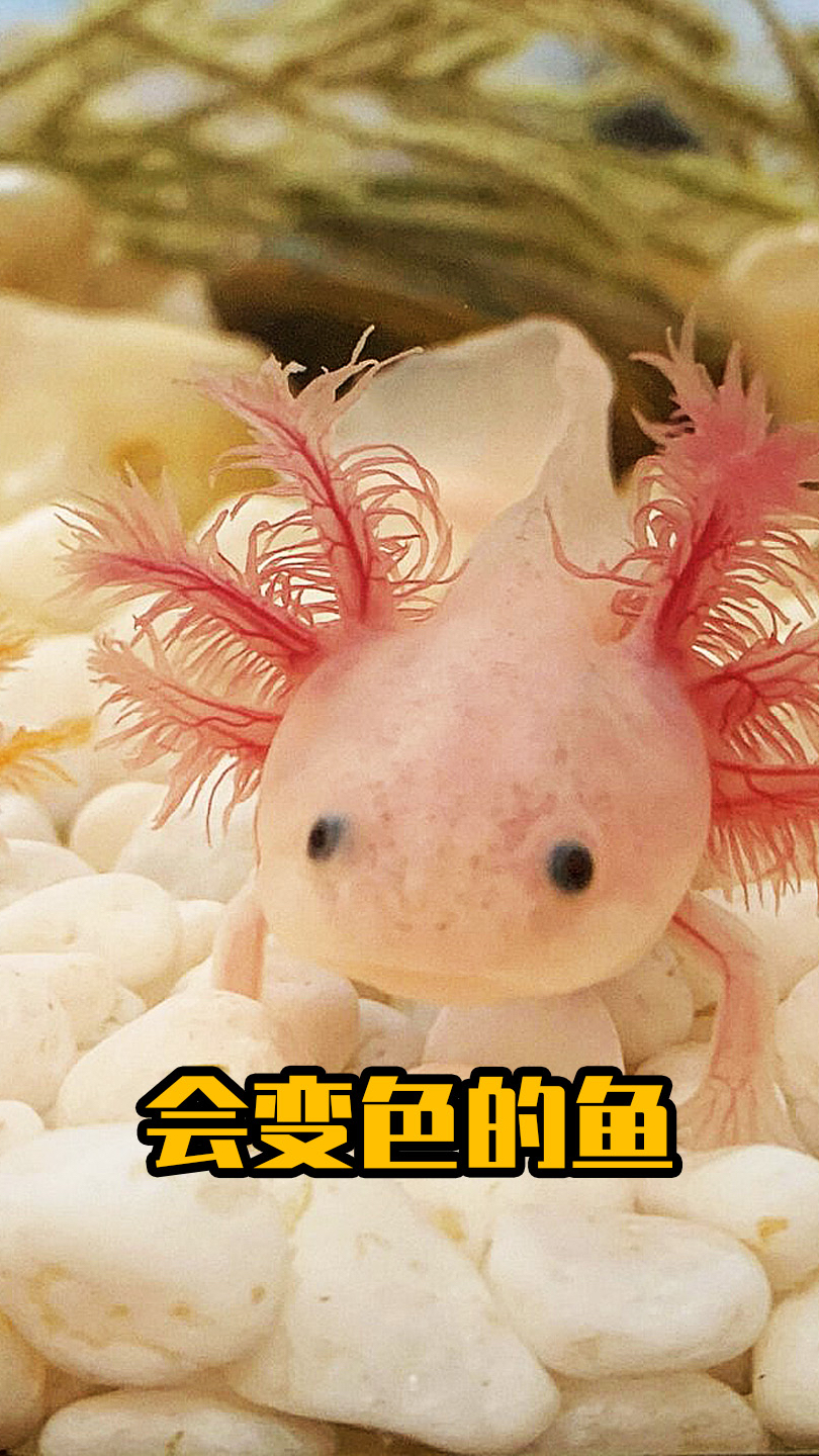 会变色的恐龙鱼。