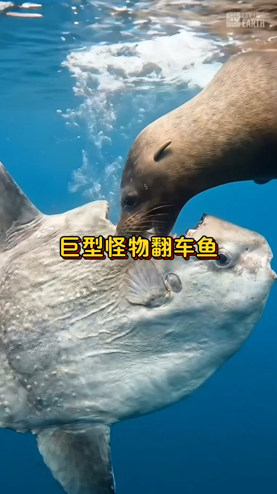 翻车鱼：海洋里最奇特的巨型怪鱼
