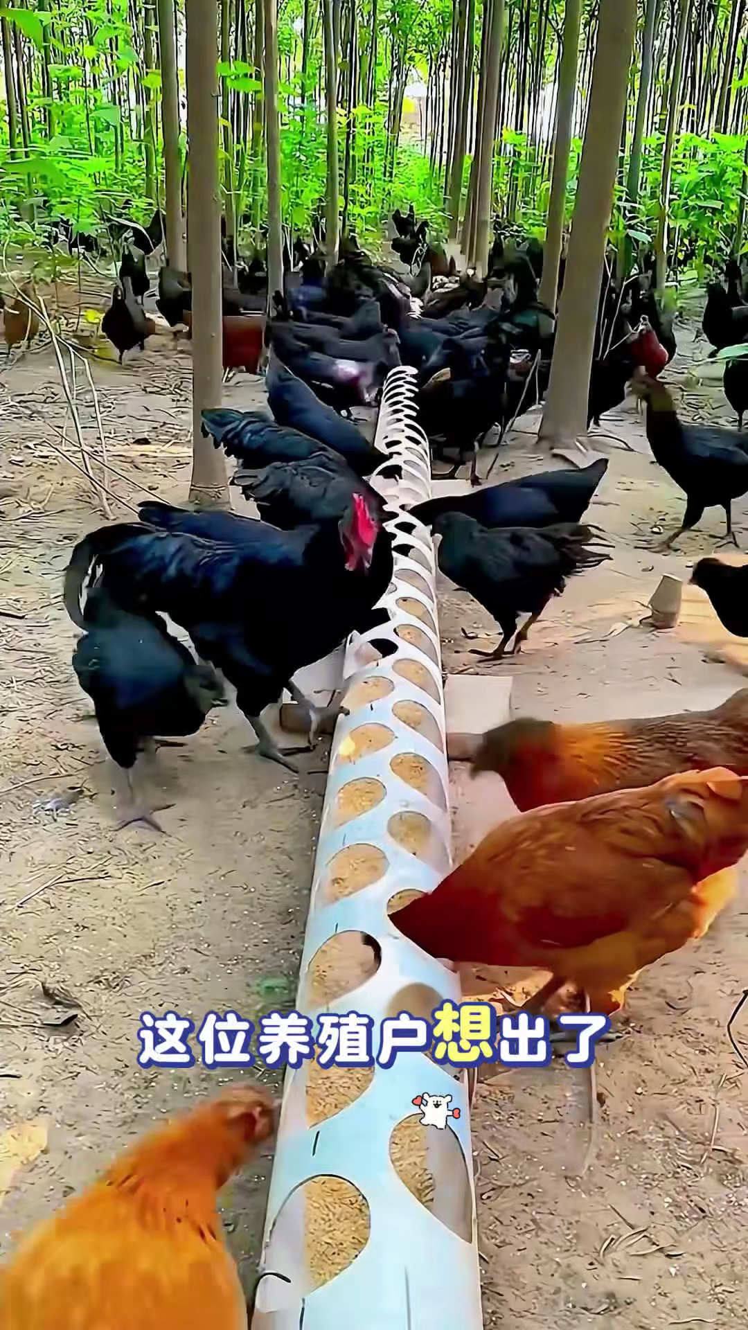 养殖户自制的喂鸡神器