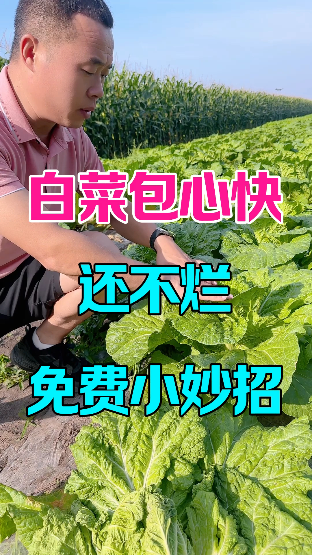 白菜包心快，还不烂