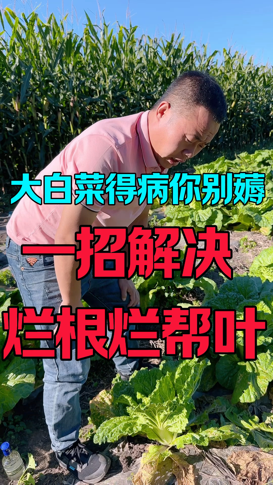大白菜得病你别薅,我给你出个招