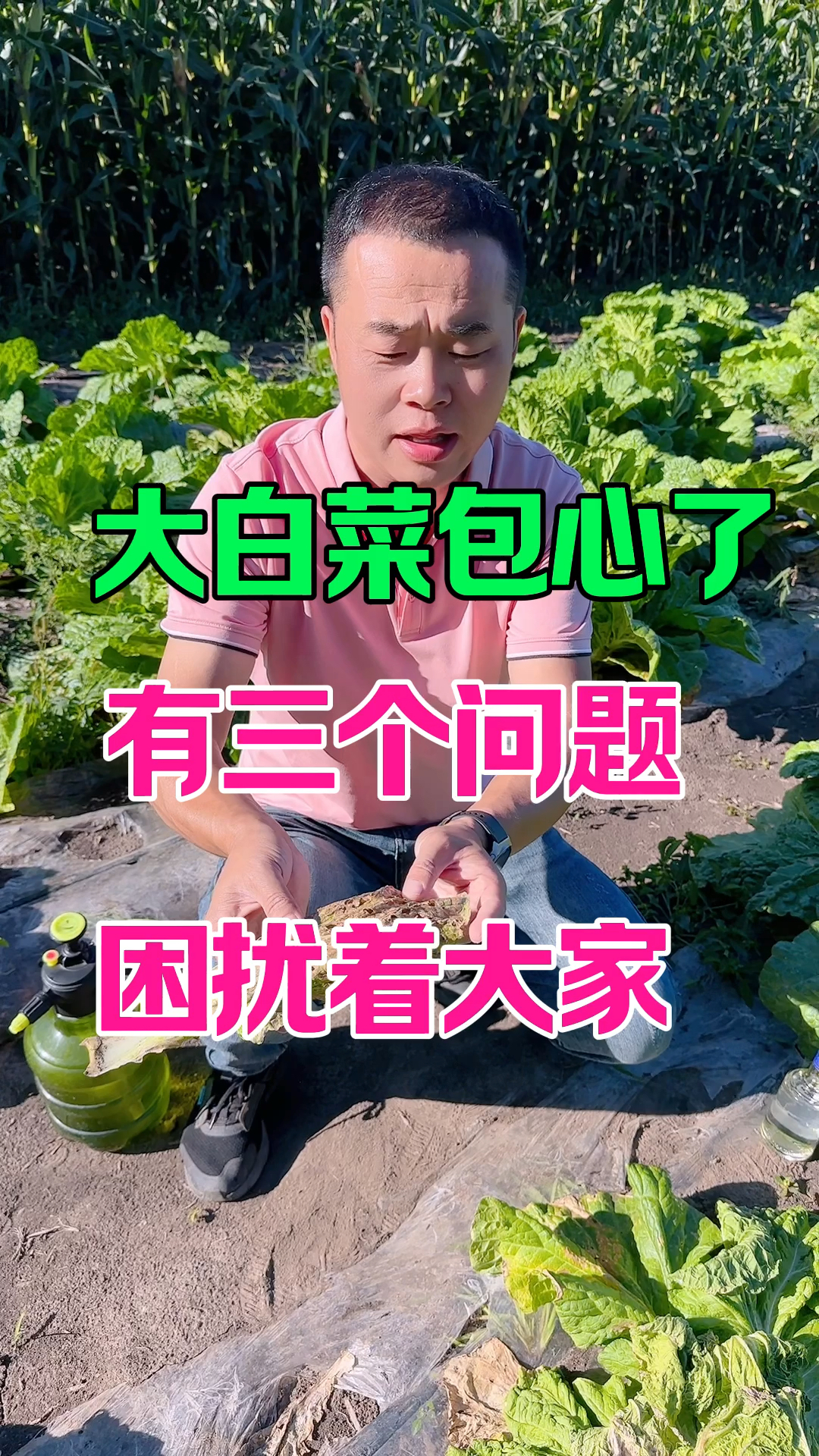 大白菜包心的三个问题