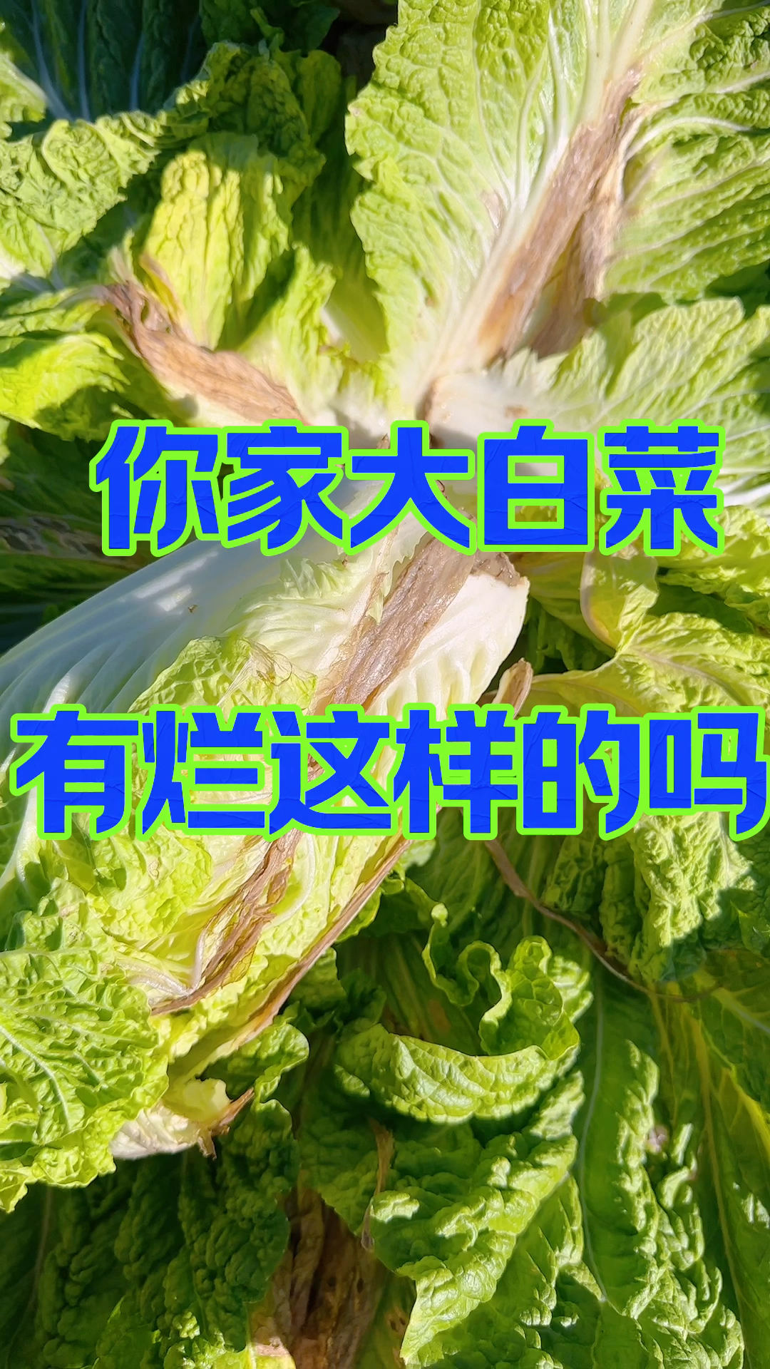 大白菜烂了怎么办