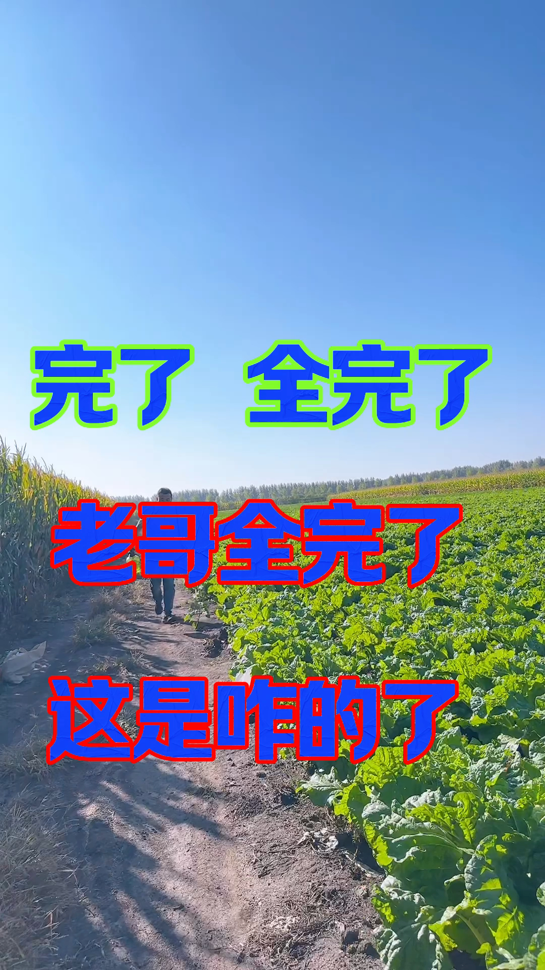 大白菜快速包心的方法