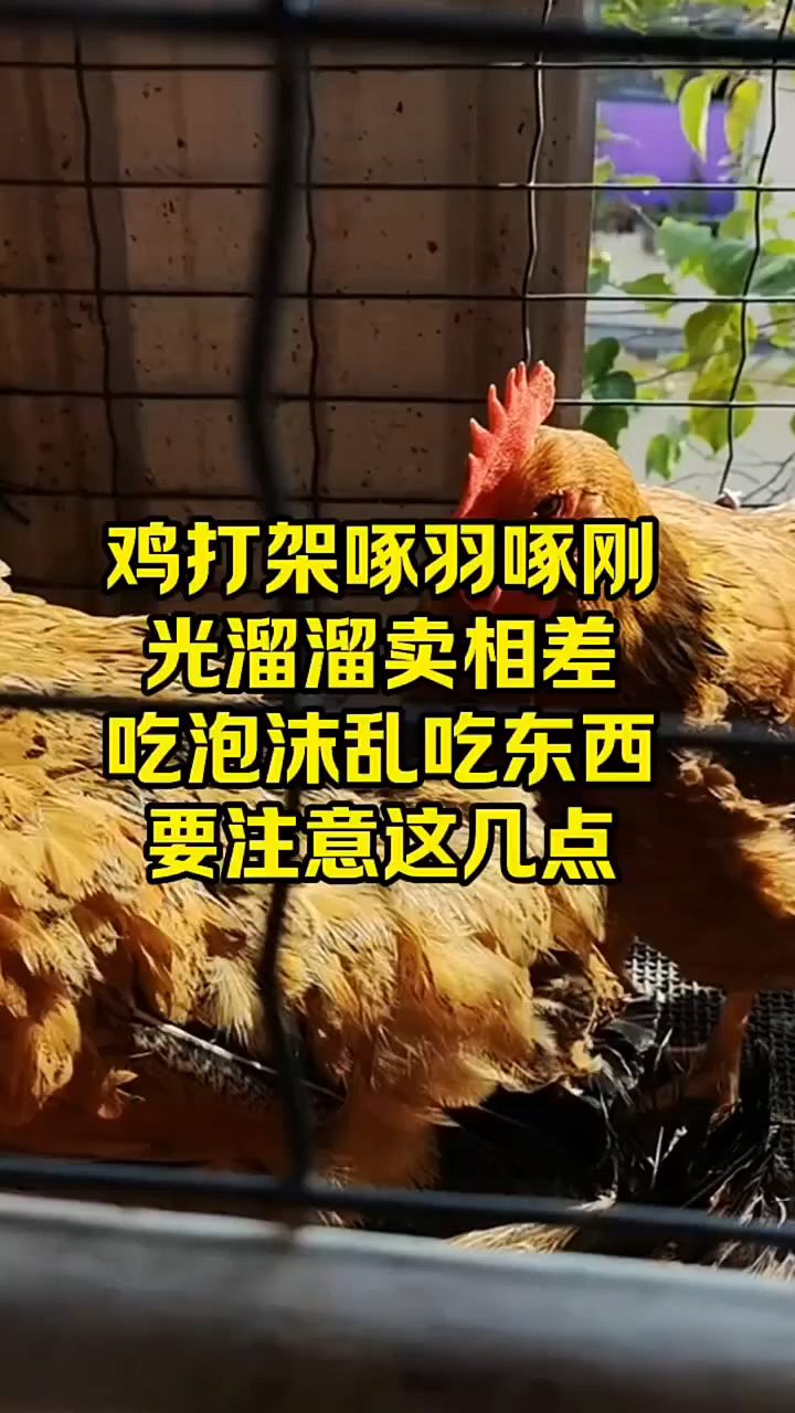 鸡打架卖相不好怎么办