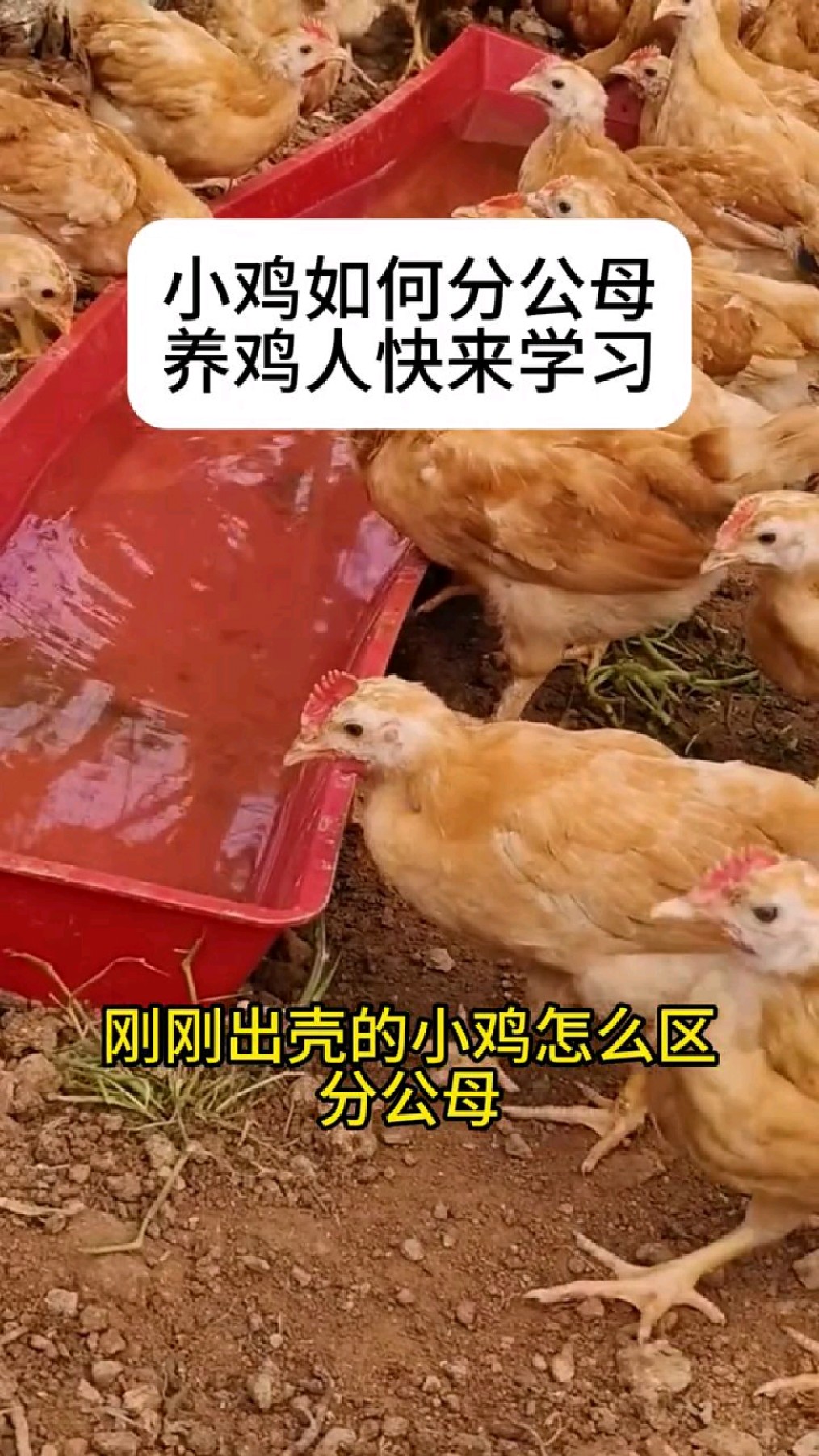 怎么分辨小鸡公母
