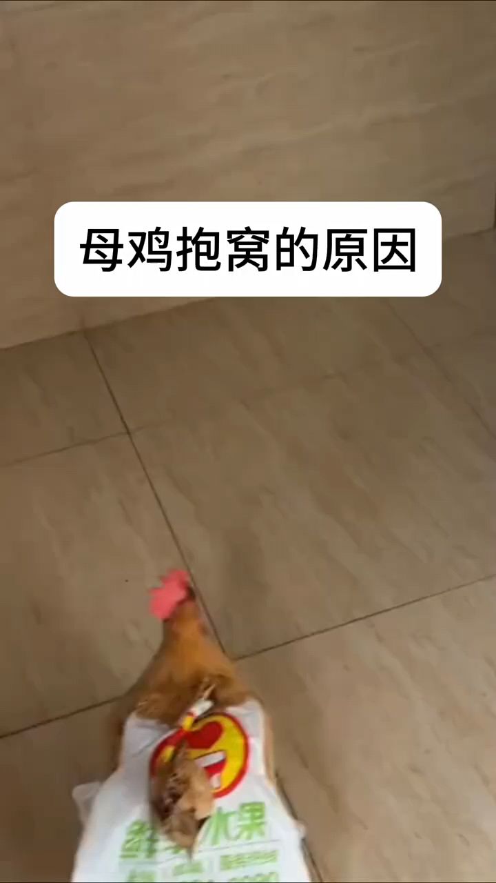 母鸡抱窝的原因是什么